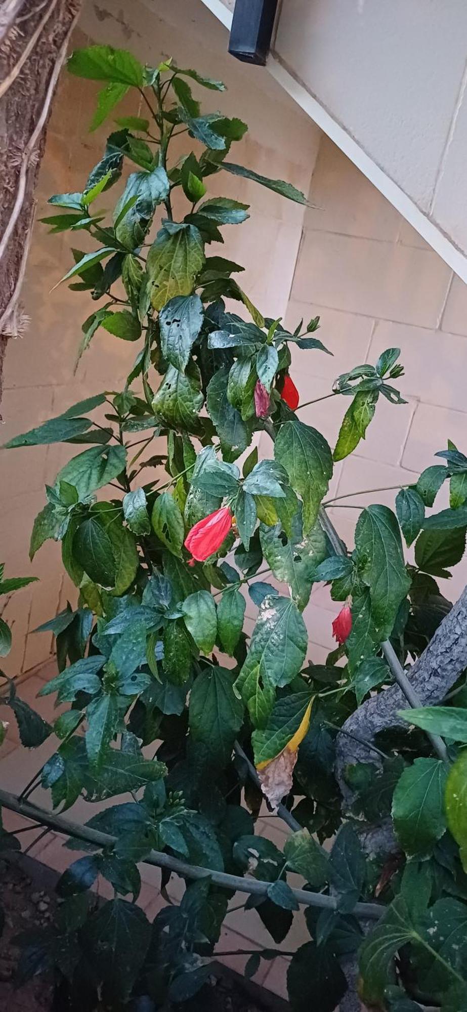 The Roof Garden Maisonette Marsaskala Exterior foto